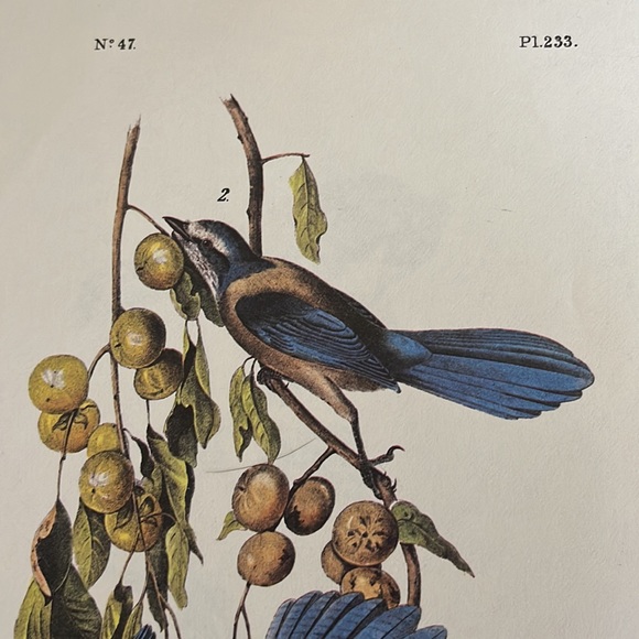 Audubon Florida Blue Jay Print - Picture 3 of 5